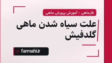 علت سیاه شدن ماهی گلدفیش