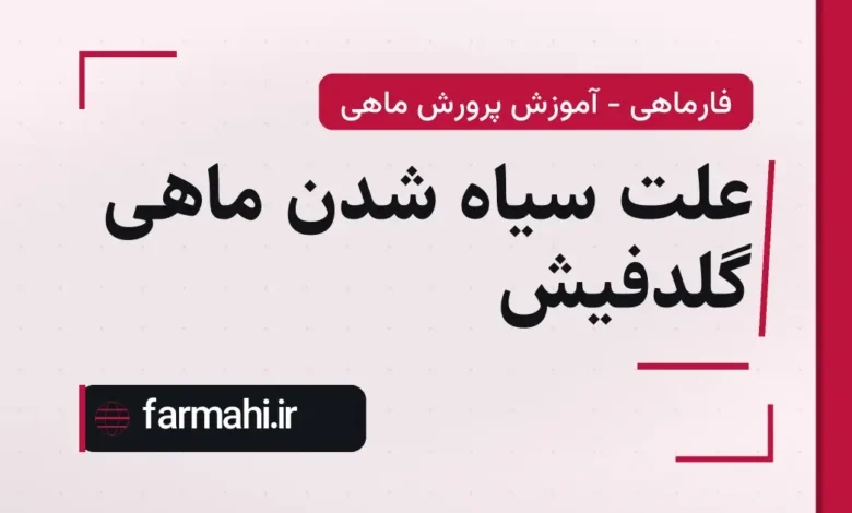 علت سیاه شدن ماهی گلدفیش