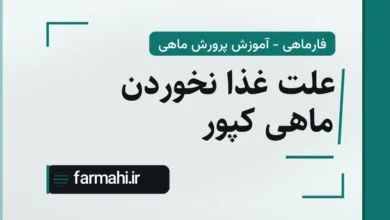 علت غذا نخوردن ماهی کپور