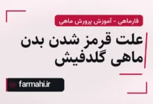 علت قرمز شدن بدن ماهی گلدفیش