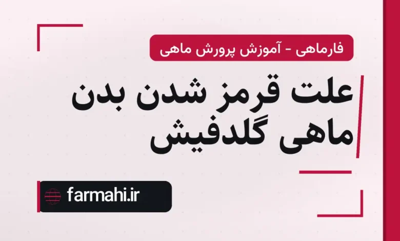 علت قرمز شدن بدن ماهی گلدفیش