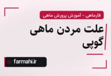 علت مردن ماهی گوپی