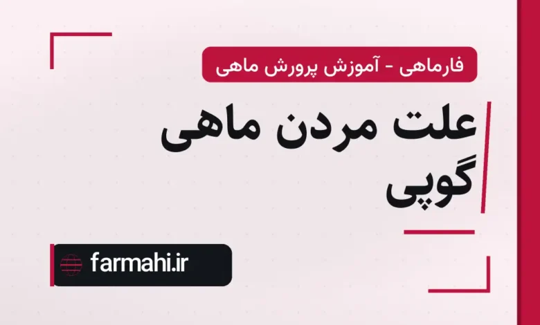 علت مردن ماهی گوپی