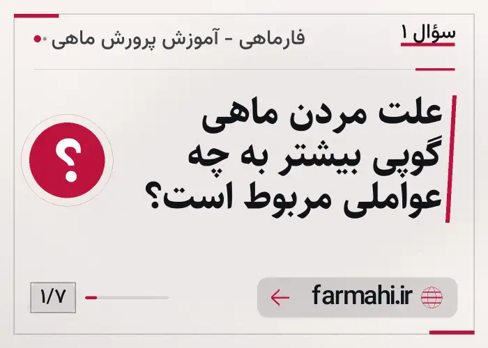 علت مردن ماهی گوپی بیشتر به چه عواملی مربوط است؟