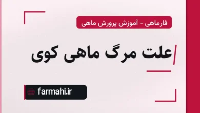 علت مرگ ماهی کوی