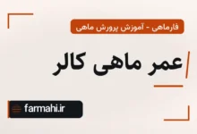 عمر ماهی کالر