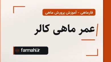 عمر ماهی کالر