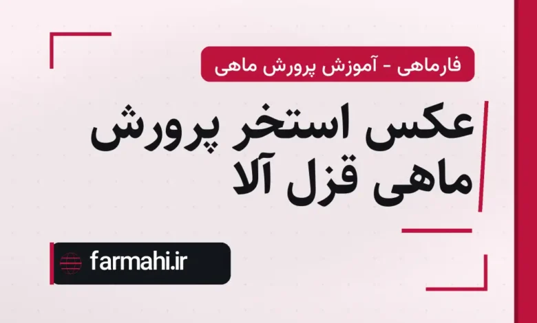 عکس استخر پرورش ماهی قزل آلا