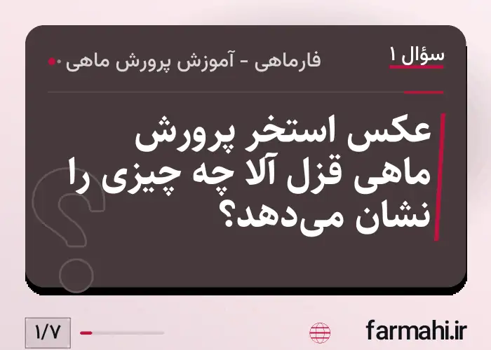 عکس استخر پرورش ماهی قزل آلا چه چیزی را نشان می‌دهد؟