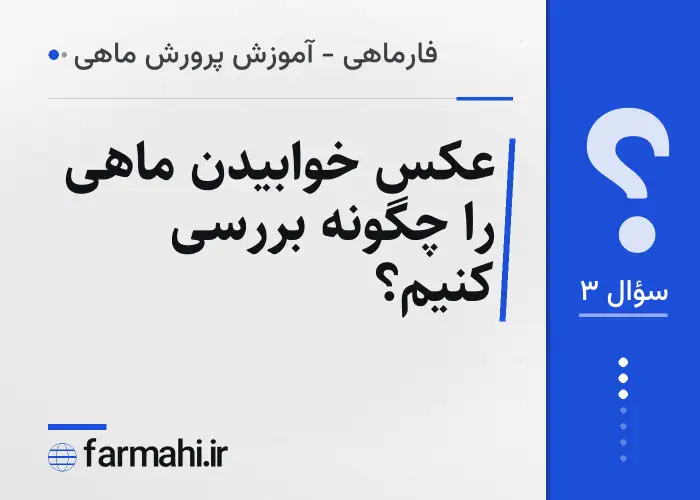 عکس خوابیدن ماهی را چگونه بررسی کنیم؟