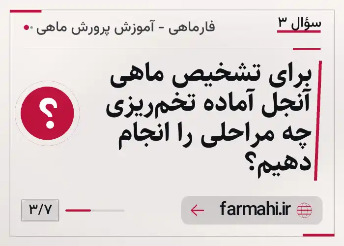 برای تشخیص ماهی آنجل آماده تخم‌ریزی چه مراحلی را انجام دهیم؟