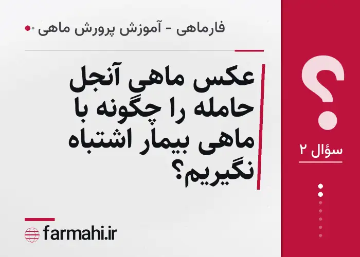 عکس ماهی آنجل حامله را چگونه با ماهی بیمار اشتباه نگیریم؟