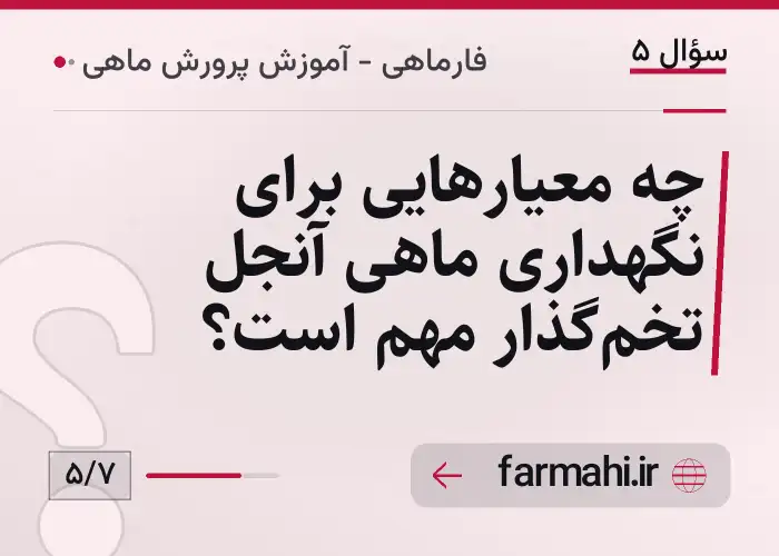 چه معیارهایی برای نگهداری ماهی آنجل تخم‌گذار مهم است؟