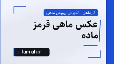 عکس ماهی قرمز ماده