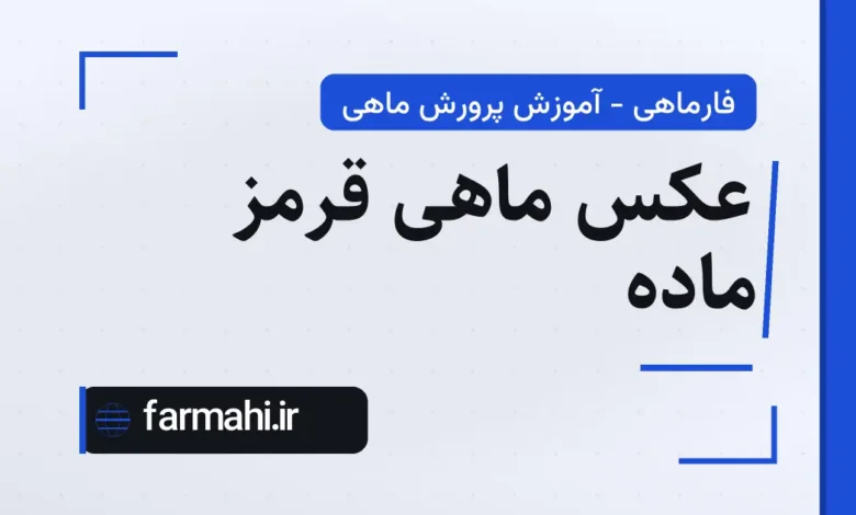 عکس ماهی قرمز ماده