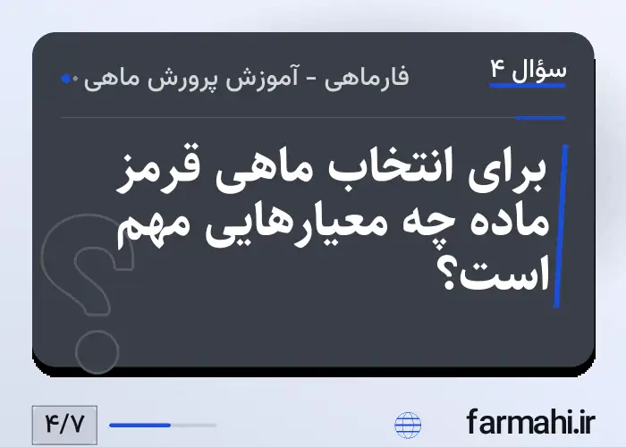 برای انتخاب ماهی قرمز ماده چه معیارهایی مهم است؟