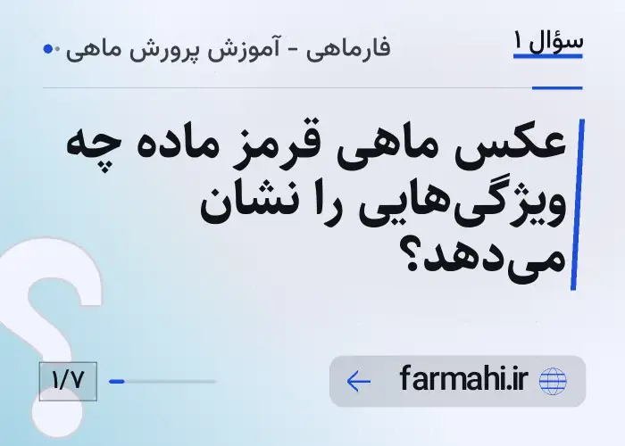 عکس ماهی قرمز ماده چه ویژگی‌هایی را نشان می‌دهد؟