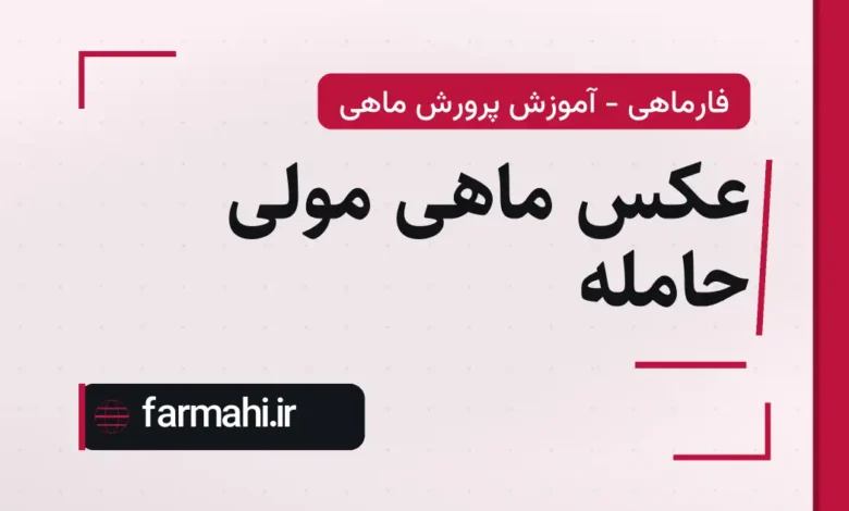 عکس ماهی مولی حامله
