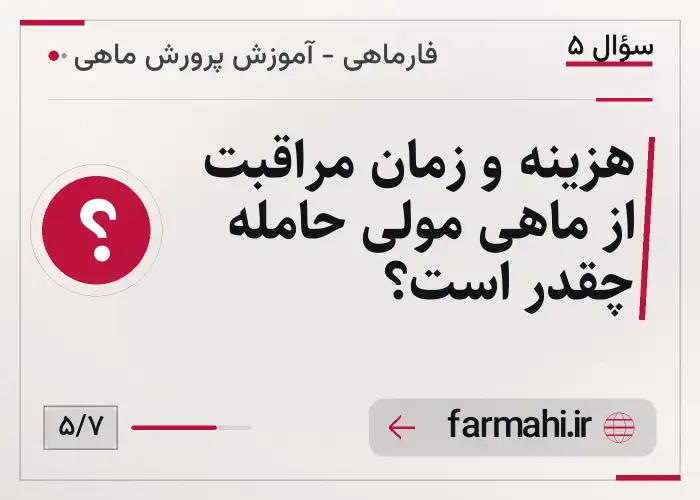هزینه و زمان مراقبت از ماهی مولی حامله چقدر است؟