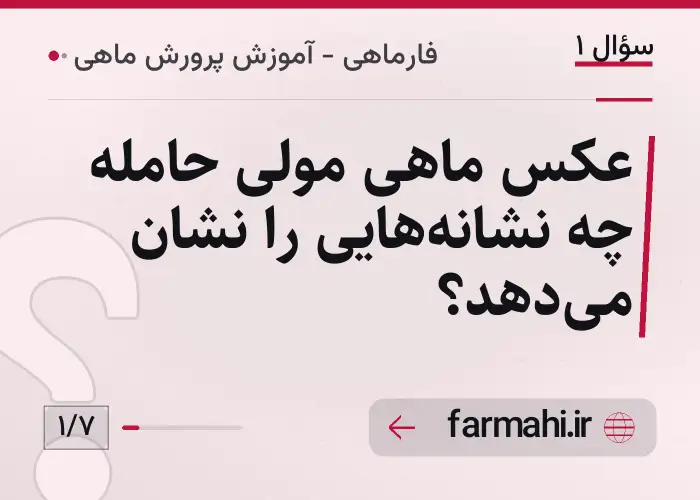 عکس ماهی مولی حامله چه نشانه‌هایی را نشان می‌دهد؟