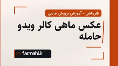 عکس ماهی کالر ویدو حامله