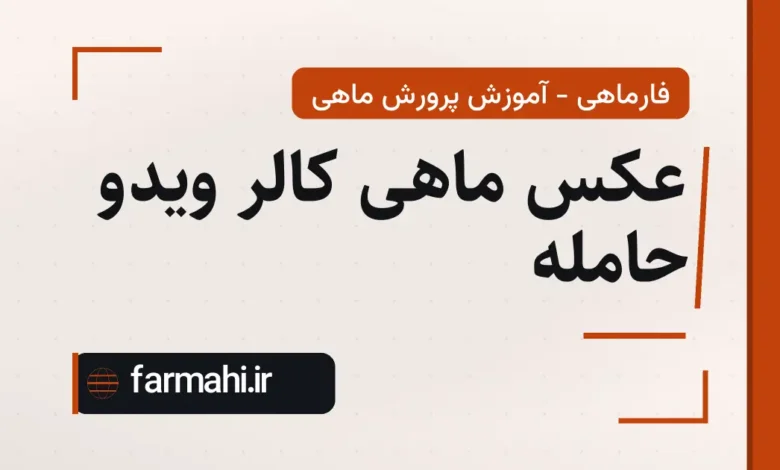 عکس ماهی کالر ویدو حامله