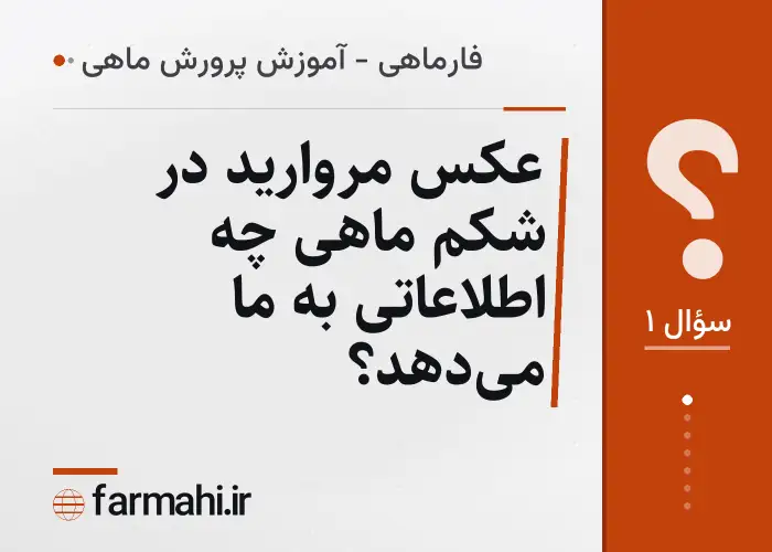 عکس مروارید در شکم ماهی چه اطلاعاتی به ما می‌دهد؟