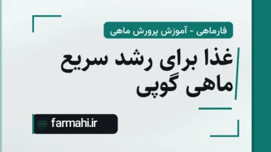 غذا برای رشد سریع ماهی گوپی