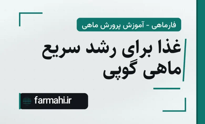 غذا برای رشد سریع ماهی گوپی
