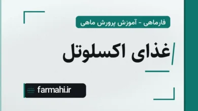 غذای اکسلوتل