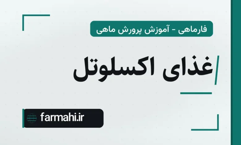 غذای اکسلوتل