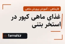 غذای ماهی کپور در استخر بتنی