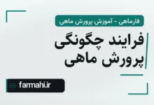 فرایند چگونگی پرورش ماهی