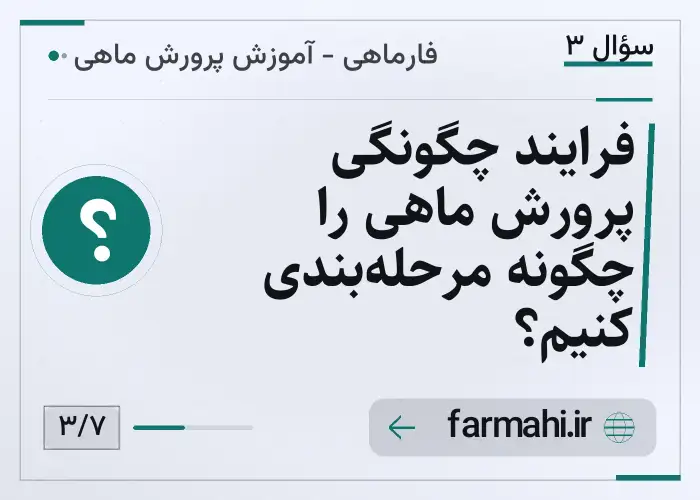 فرایند چگونگی پرورش ماهی را چگونه مرحله‌بندی کنیم؟
