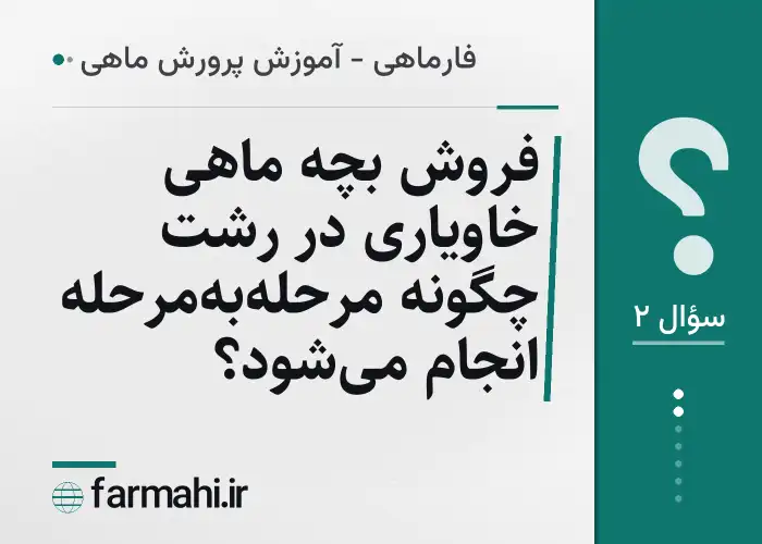 فروش بچه ماهی خاویاری در رشت چگونه مرحله‌به‌مرحله انجام می‌شود؟