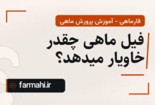 فیل ماهی چقدر خاویار میدهد؟
