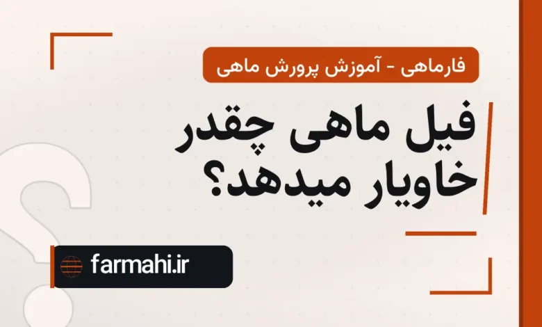 فیل ماهی چقدر خاویار میدهد؟