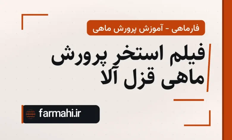 فیلم استخر پرورش ماهی قزل آلا