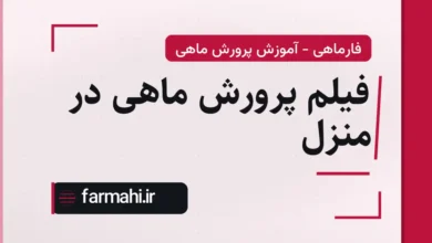 فیلم پرورش ماهی در منزل