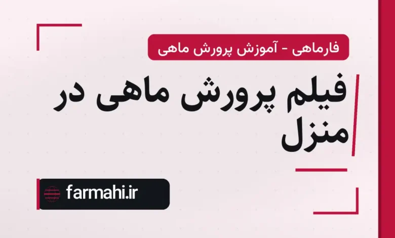 فیلم پرورش ماهی در منزل