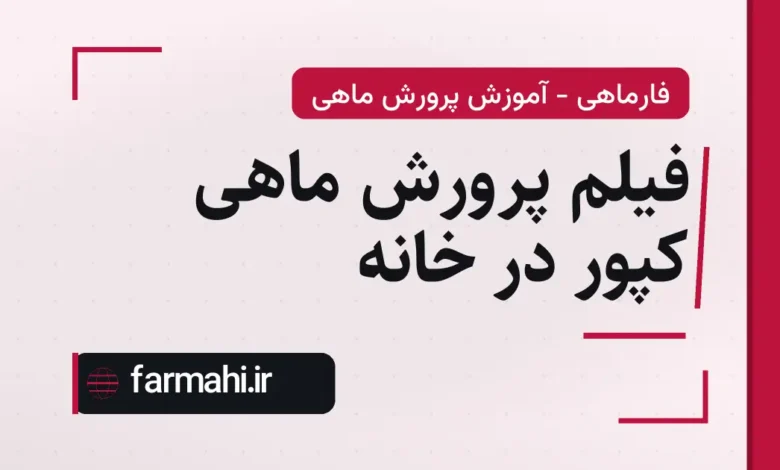 فیلم پرورش ماهی کپور در خانه