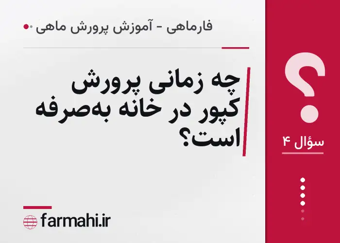 چه زمانی پرورش کپور در خانه به‌صرفه است؟