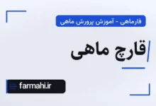 قارچ ماهی