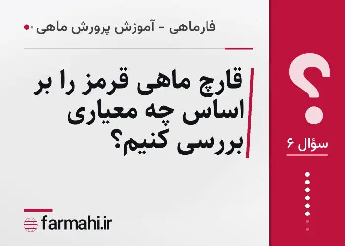 قارچ ماهی قرمز را بر اساس چه معیاری بررسی کنیم؟
