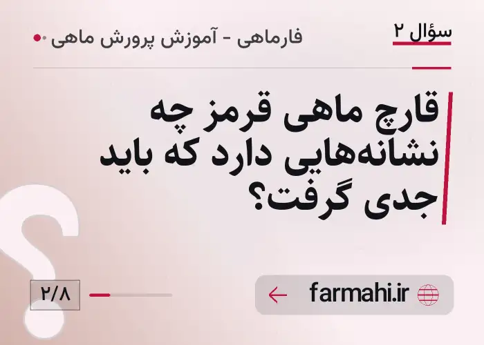 قارچ ماهی قرمز چه نشانه‌هایی دارد که باید جدی گرفت؟