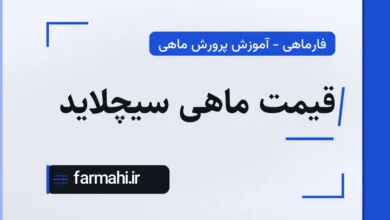 قیمت ماهی سیچلاید