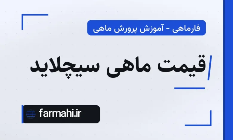 قیمت ماهی سیچلاید