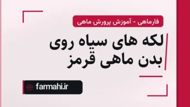 لکه های سیاه روی بدن ماهی قرمز