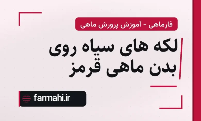 لکه های سیاه روی بدن ماهی قرمز