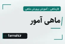 ماهی آمور
